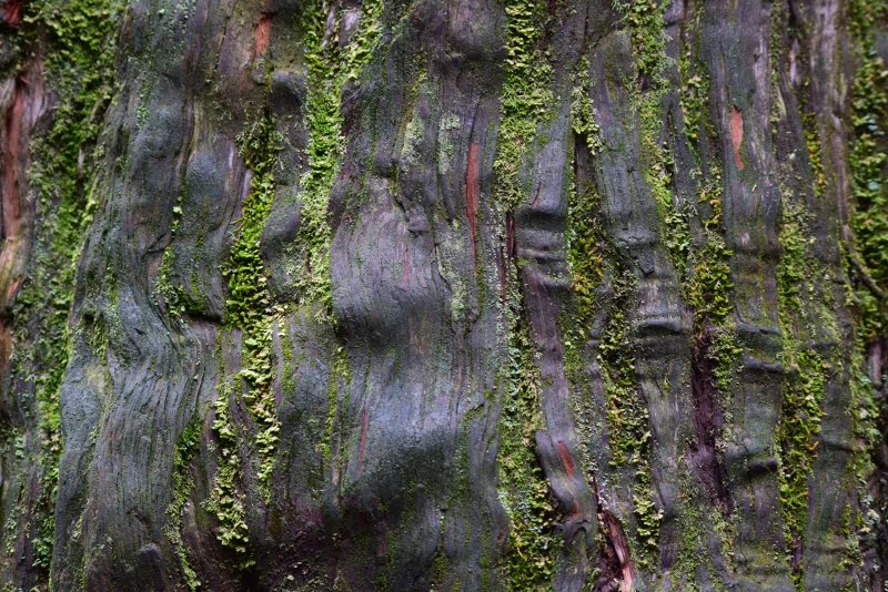 Parque Nacional Alerce Andino Fotos Tarifas Senderos