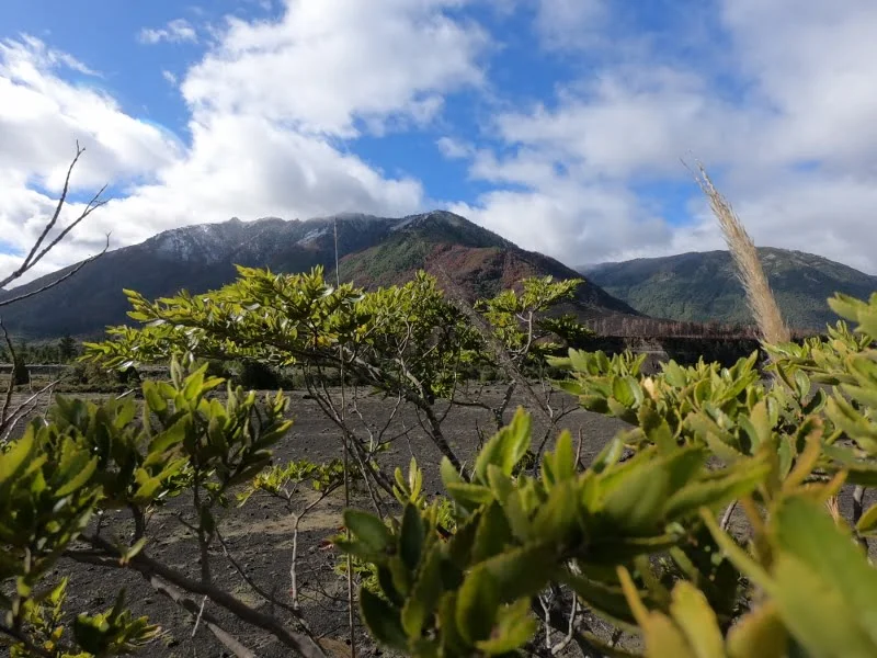 Volcán Llaima visto desde el interior del Parque Nacional Conguillío