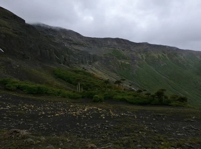 Laguna rodeada de bosque nativo en el Parque Nacional Conguillío