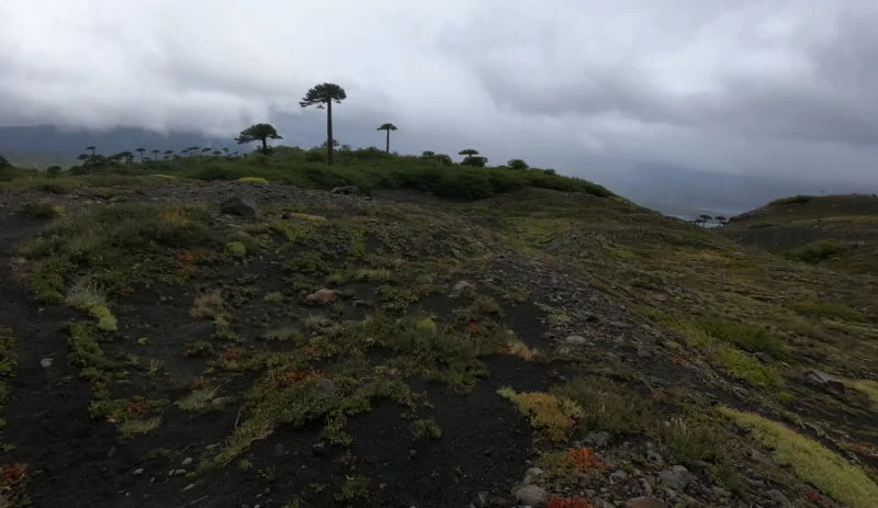 Panorámica de los lagos, bosques y volcanes del Parque Nacional Conguillío