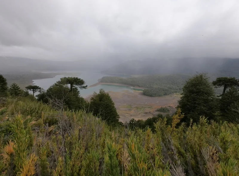 Bosque de araucarias junto a uno de los lagos de Conguillío