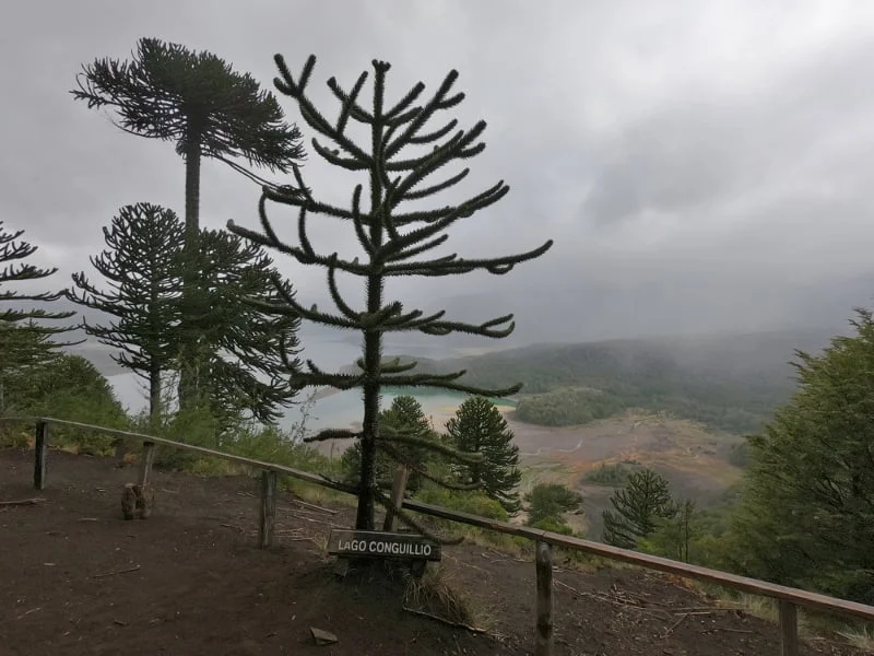 Camino interior entre bosques y escoriales del Parque Nacional Conguillío