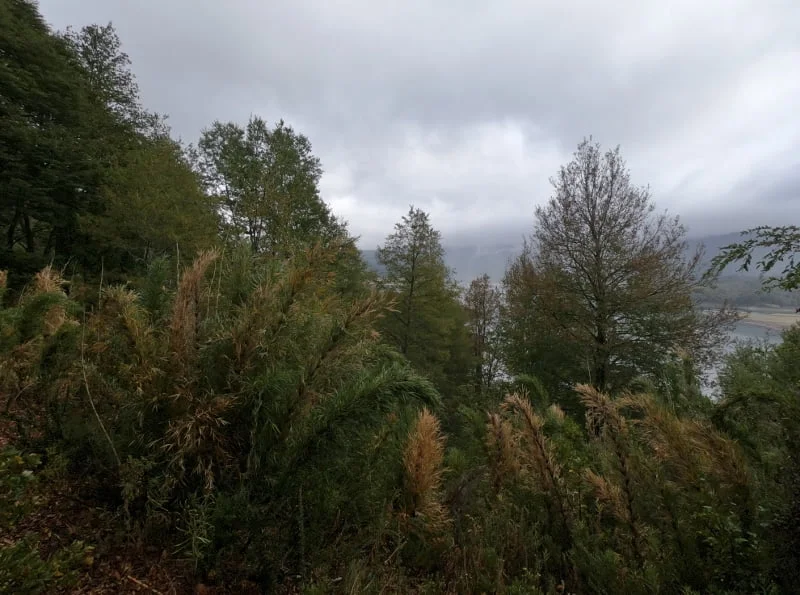Araucarias adultas en un sector boscoso de Conguillío