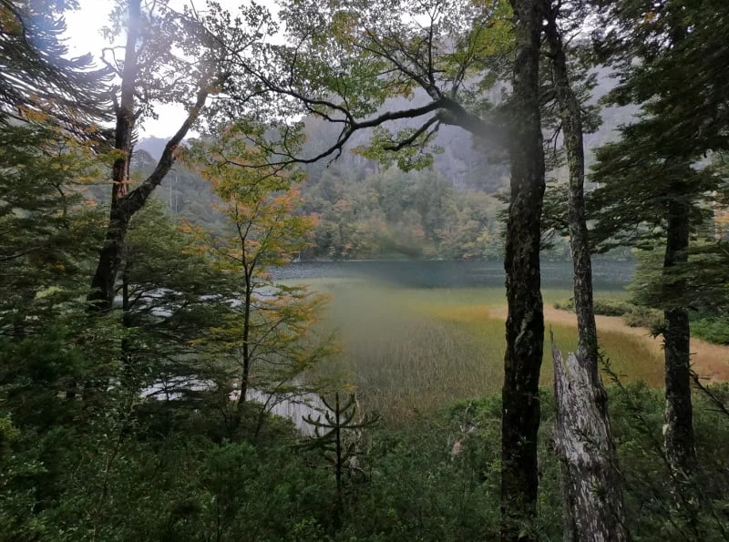 Agua y bosque en el sendero Los Lagos de Huerquehue