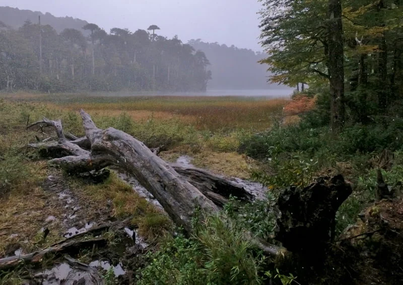 Laguna y bosque en la zona alta del Parque Nacional Huerquehue