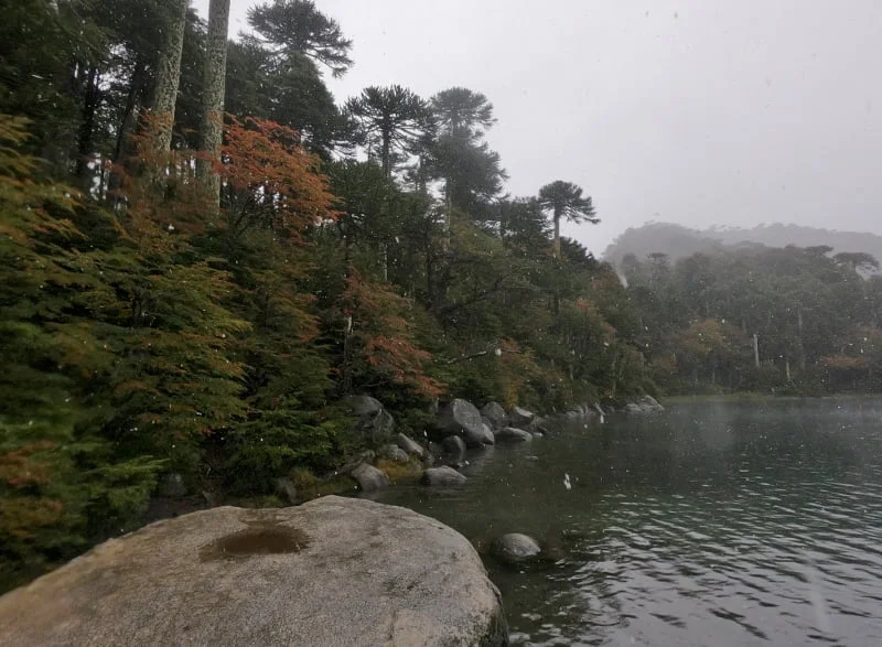 Sendero entre araucarias y vegetación de montaña en Huerquehue