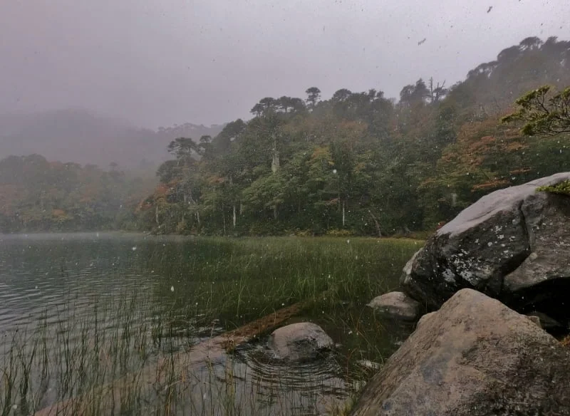 Paisaje húmedo del bosque del Parque Nacional Huerquehue