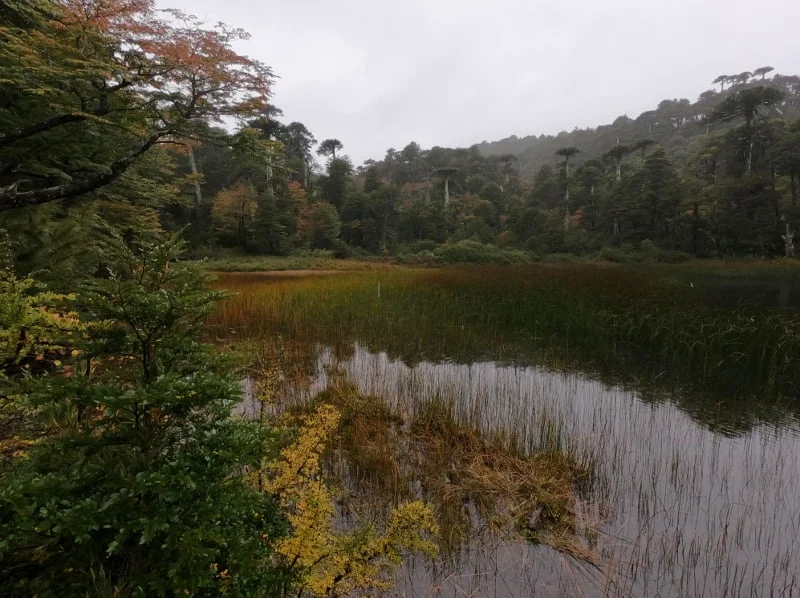 Paisaje de laguna y bosque nativo en el Parque Nacional Huerquehue