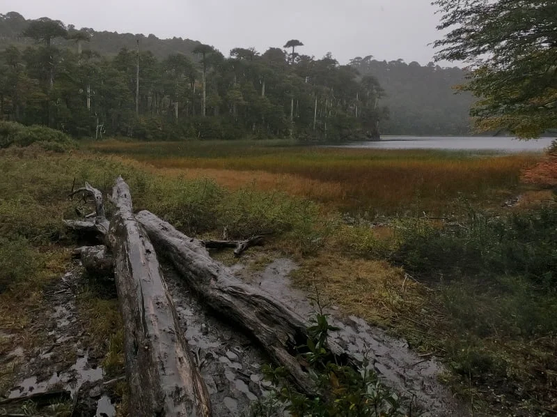 Laguna de montaña rodeada de vegetación en Huerquehue