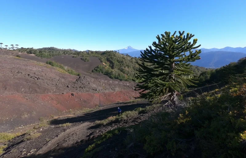Sendero del volcán Sollipulli entre bosque y vegetación de montaña