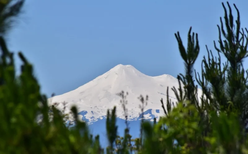 Vegetación del bosque templado dentro del Cerro Ñielol
