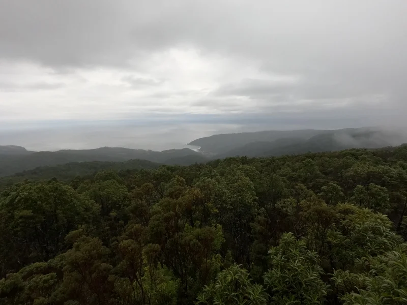 Paisaje del Parque Oncol en la cordillera de la Costa de Valdivia