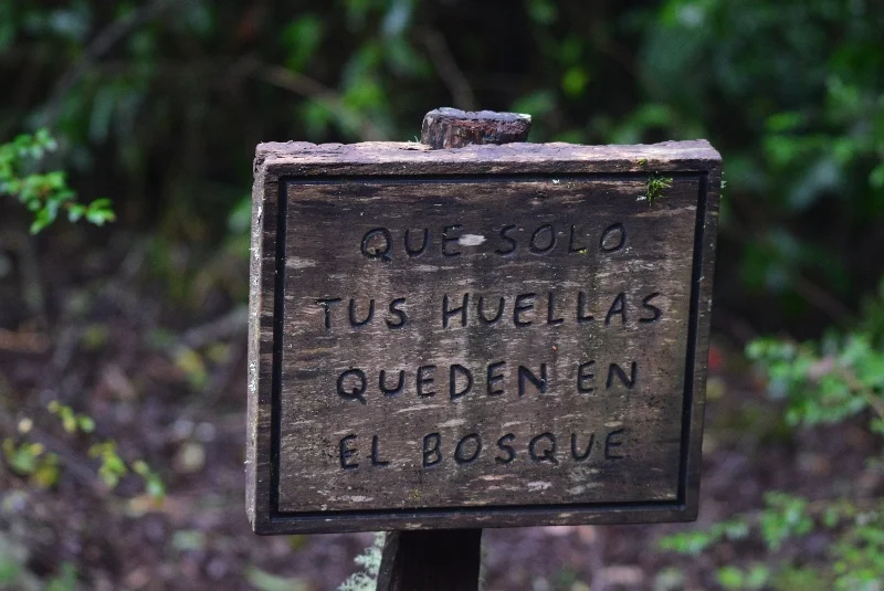 Paisaje del bosque nativo conservado por la Universidad de La Frontera