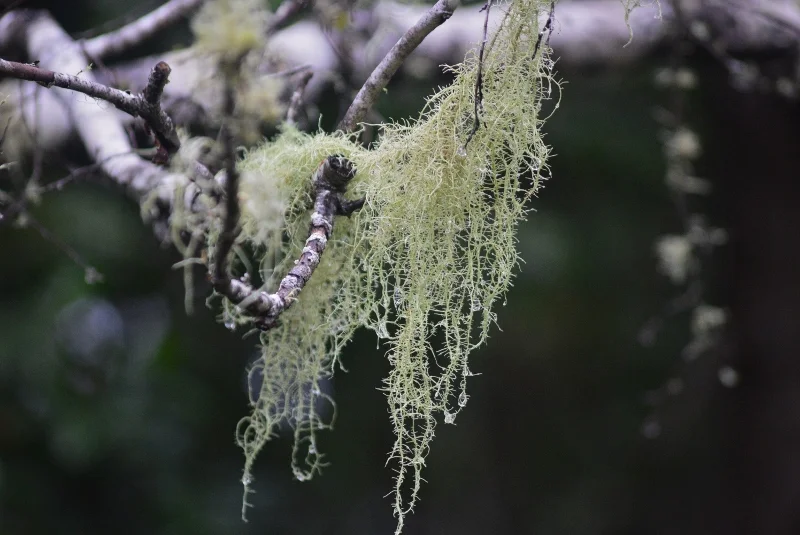 Flora nativa observada durante una visita al Parque Rucamanque