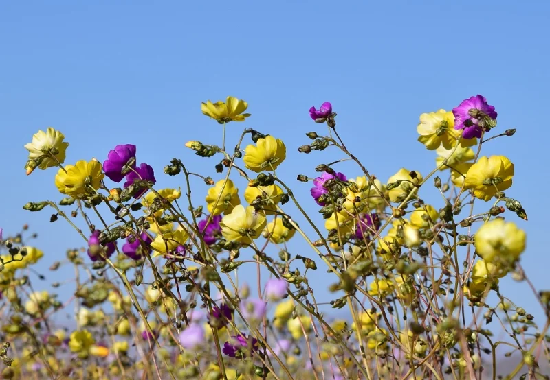 Flores amarillas y fucsias del Desierto Florido de Atacama bajo el cielo azul