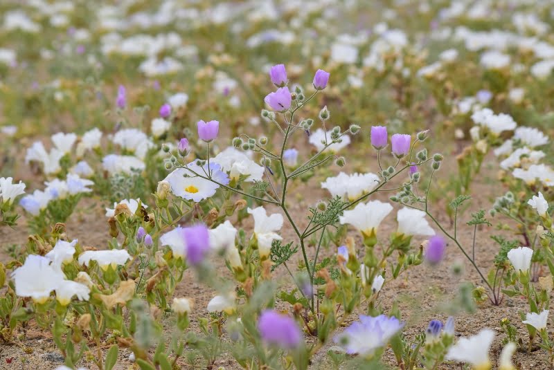 Flores blancas y moradas creciendo juntas en suelo desértico