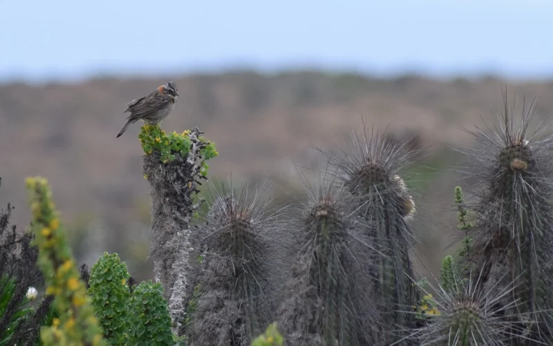 Ave posada sobre un cactus durante la floración del desierto