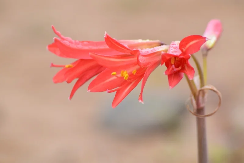 Flores rojas tubulares entre vegetación del desierto costero