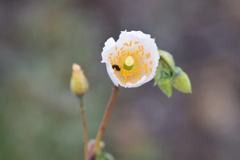 Flor blanca abierta con estambres anaranjados en Atacama