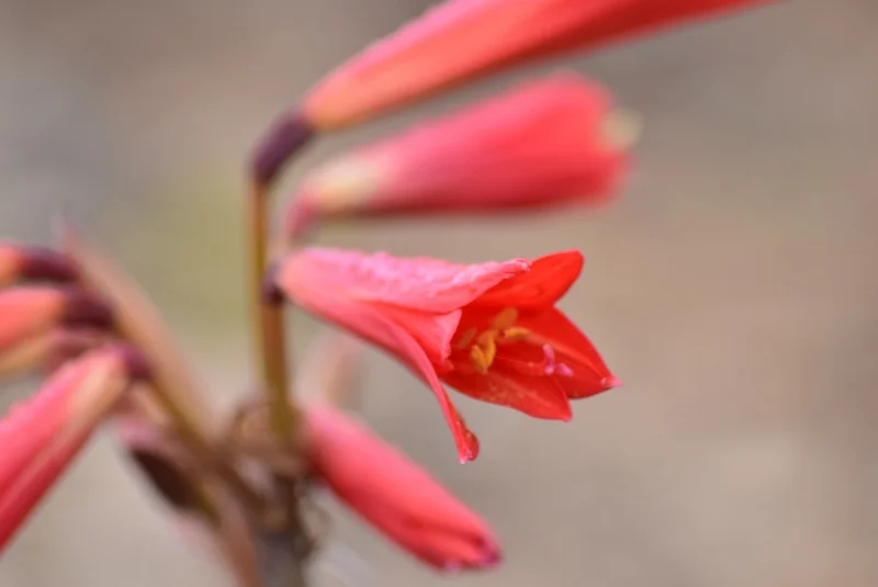 Detalle de flores rojas nativas en el desierto de Atacama