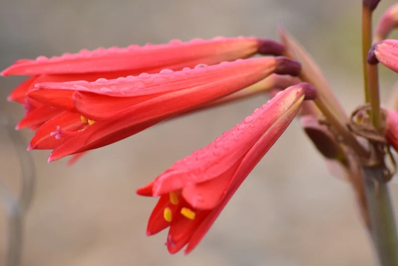 Flores rojas emergiendo entre piedras y vegetación baja