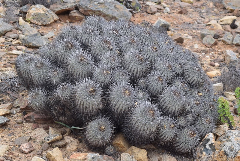 Grupo de cactus grises en el paisaje del desierto costero