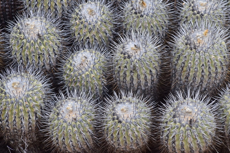 Vegetación nativa fotografiada en la ruta del Desierto Florido