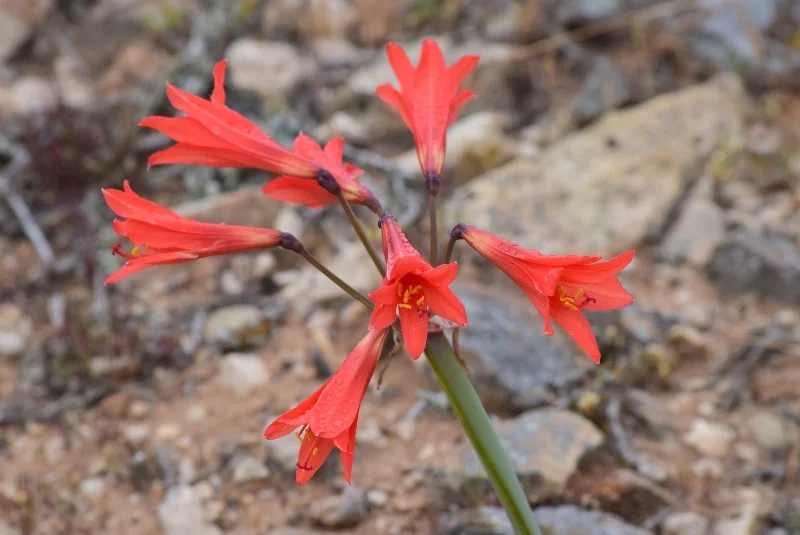 Floración roja entre rocas del desierto de Atacama