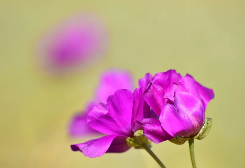 Primer plano de una flor fucsia durante el Desierto Florido