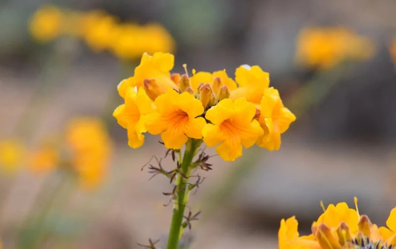 Pequeñas flores amarillas y anaranjadas agrupadas en Atacama