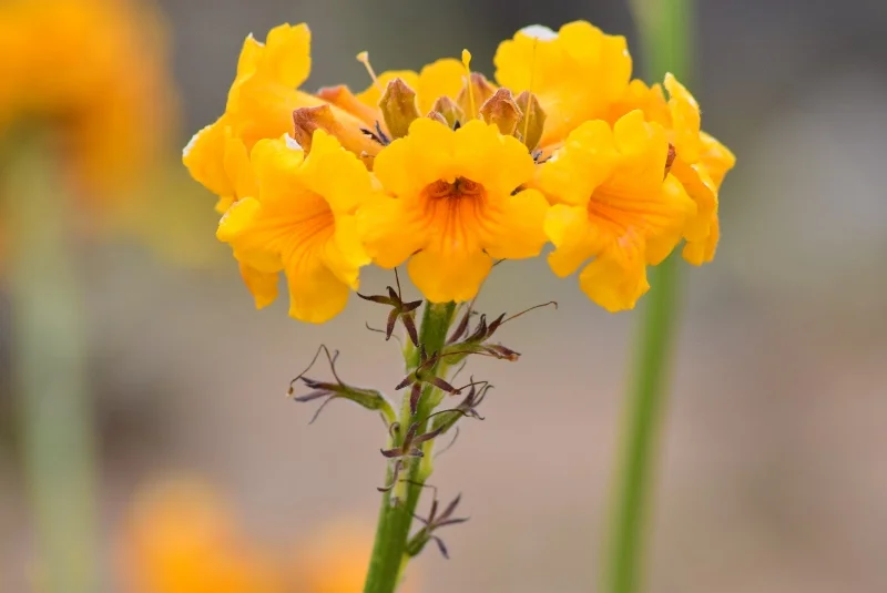 Ramillete de flores amarillas del desierto costero chileno