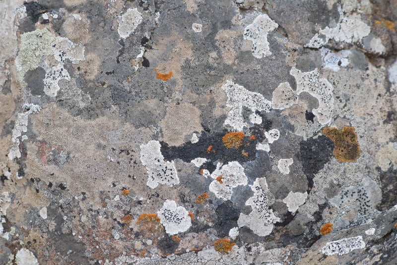 Líquenes y texturas naturales sobre una roca de Atacama