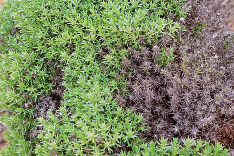 Vegetación baja adaptada al suelo árido de la Región de Atacama