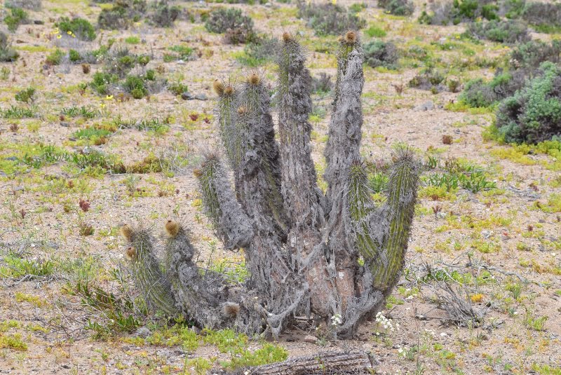 Cactus columnar en el paisaje del Desierto Florido