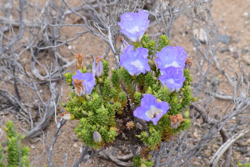 Flores violetas con forma de trompeta creciendo sobre arena