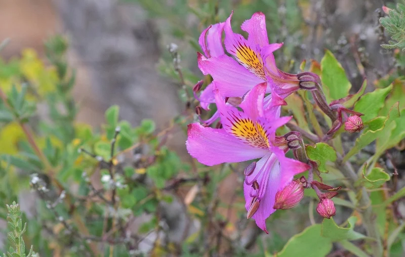Flor rosada con marcas oscuras fotografiada en Atacama