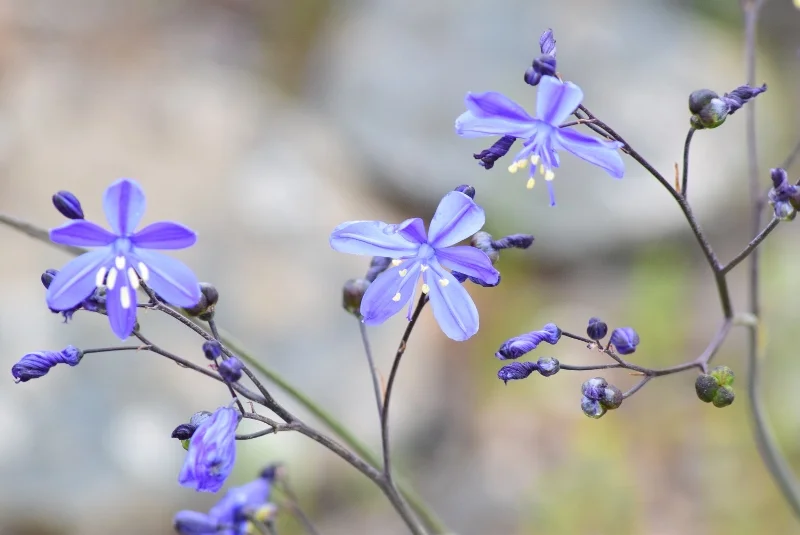 Pequeñas flores azules en forma de estrella del desierto
