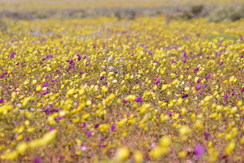 Manto de flores amarillas y rosadas en el desierto de Atacama