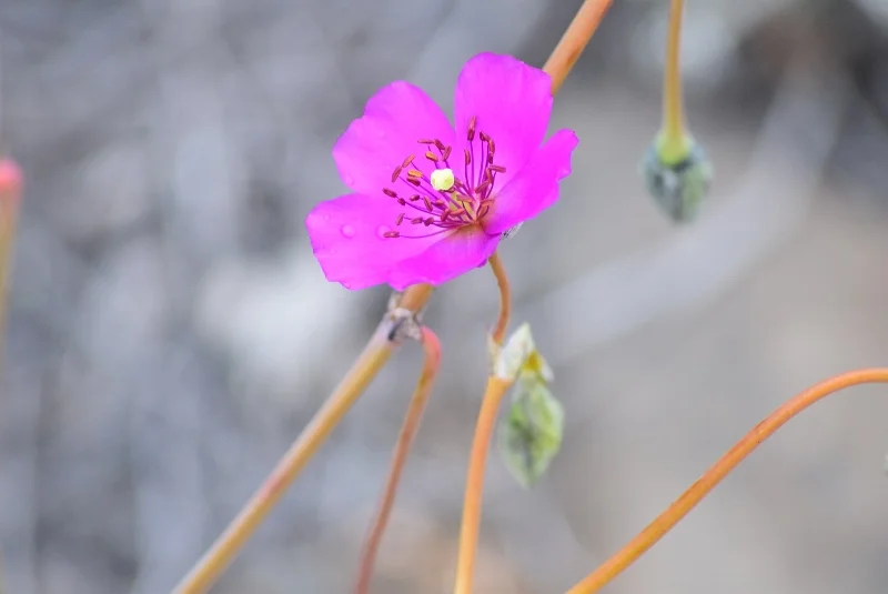 Flores fucsias pequeñas cubriendo el suelo de Atacama