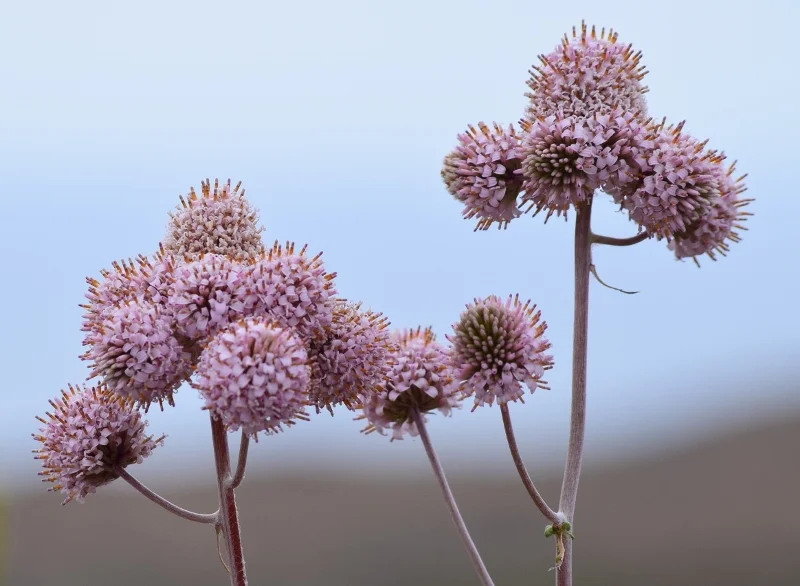 Ramilletes de flores rosadas pálidas en el desierto