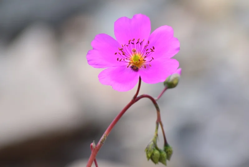 Flores magenta de crecimiento rastrero en suelo arenoso