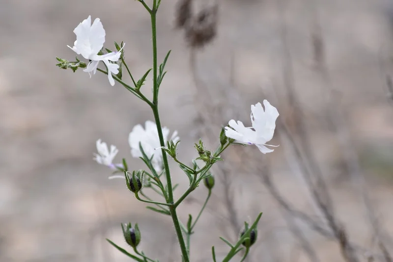 Flores blancas delicadas entre hojas verdes del desierto