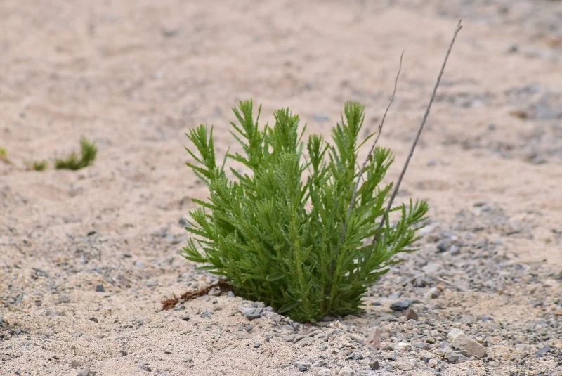 Arbusto verde creciendo sobre arena en la costa de Atacama