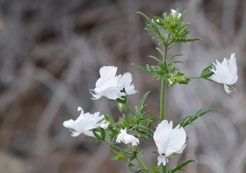 Pequeñas flores blancas fotografiadas durante el Desierto Florido