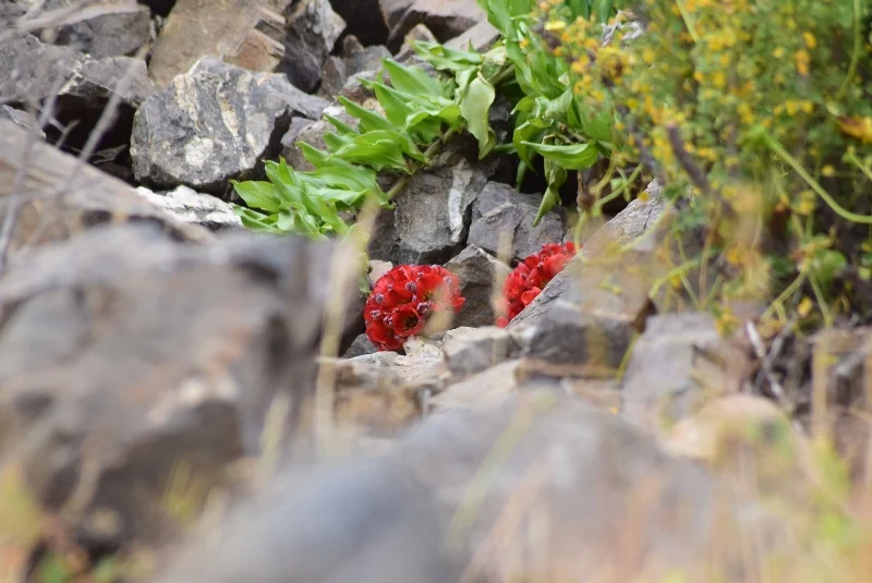 Garra de león roja creciendo entre piedras en Llanos de Challe