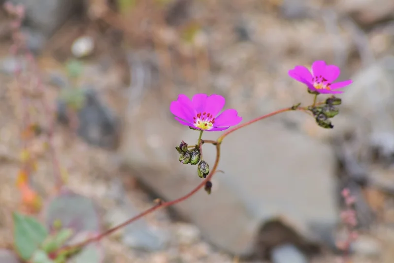 Flores rosadas pequeñas extendidas sobre el terreno desértico