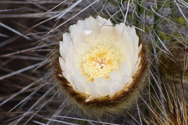 Flor blanca de cactus abierta en el desierto de Atacama