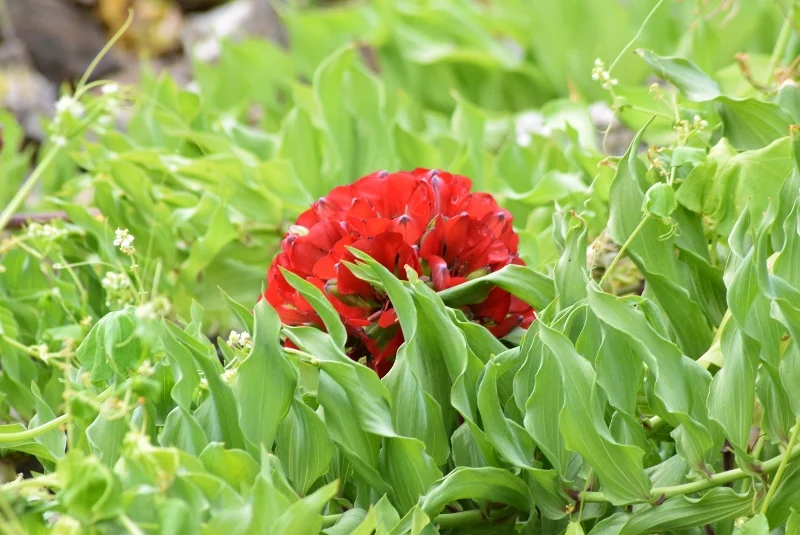 Garra de león roja fotografiada durante el Desierto Florido