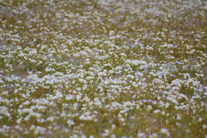Campo de flores blancas y lilas en la Región de Atacama