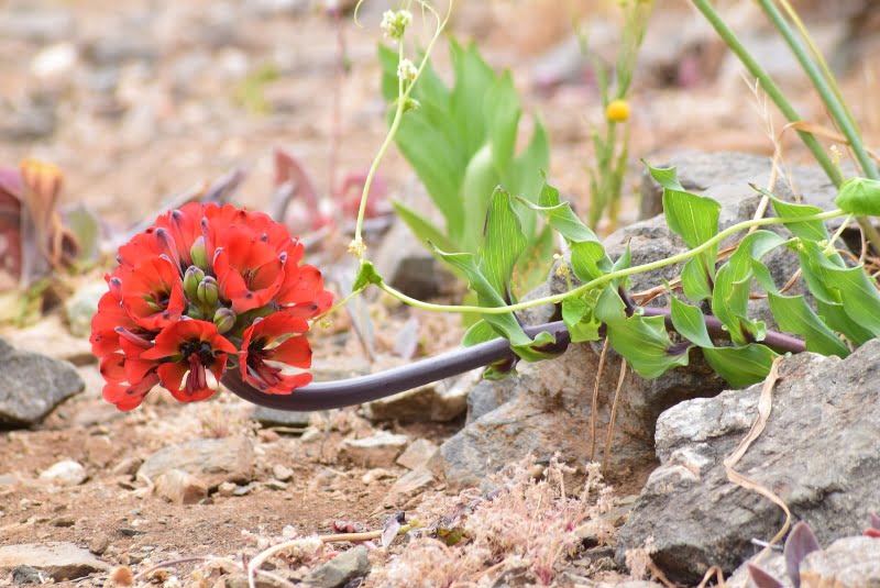 Flores rojas de garra de león entre rocas del desierto costero